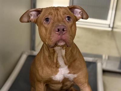 A488117, Terrier, adult, available for adoption