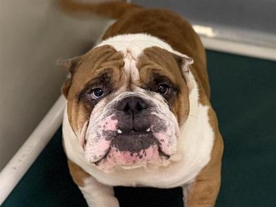 A491208, Bulldog, adult, available for adoption
