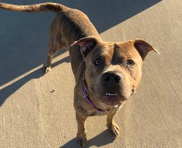 CINNAMON ROLL-IN FOSTER, Terrier Mix, adult, available for adoption