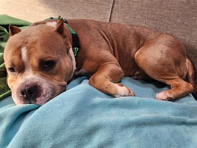 A brown dog with a white patch on its face is lying on a blue blanket. The dog is wearing a green harness and appears to be resting on a couch.