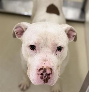 A white dog with a brown spot on its back, looking directly at the camera.