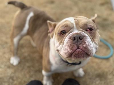 A brown and white dog with a wrinkled face looking up at the camera.