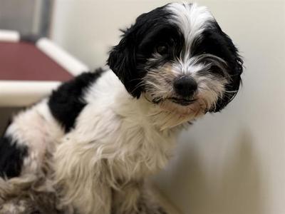 DIEGO, Shih Tzu, adult, available for adoption