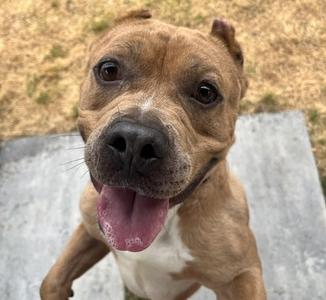 MR.BEAN, Terrier and Bulldog, adult, available for adoption