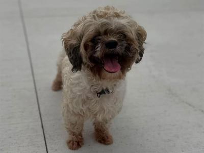 A fluffy dog with a shaggy coat, standing on a concrete surface, with its mouth open and tongue out.