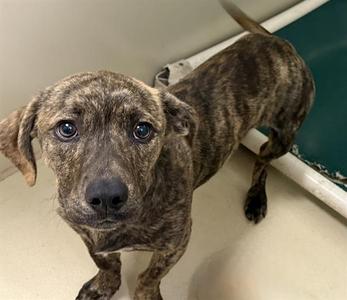 BISCUIT, Terrier and Dachshund, young, available for adoption