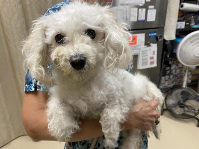 A491193, Poodle - Miniature, adult, available for adoption
