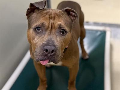 GOJO, Terrier, senior, available for adoption