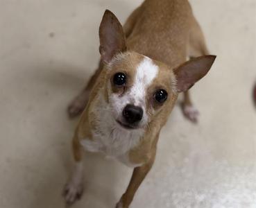 A small brown and white dog with large ears and dark eyes looking up at the camera.