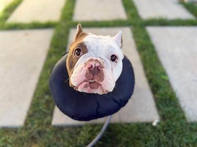 ANGELICA-IN FOSTER, Bulldog Mix, adult, available for adoption