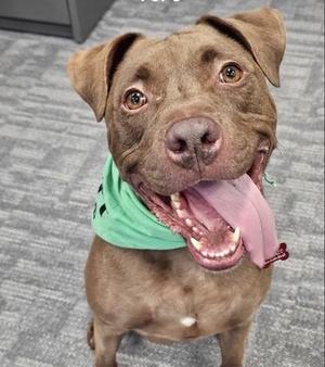 A brown dog wearing a green bandana, with its mouth open and tongue out, sitting on a gray carpeted floor.