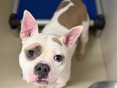 EDEN, Terrier and Bulldog, adult, available for adoption