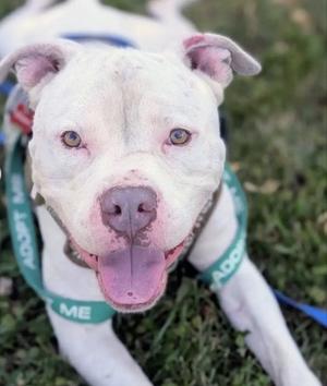 ELMER, Terrier, adult, available for adoption