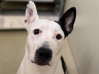 A488103, Terrier, young, available for adoption