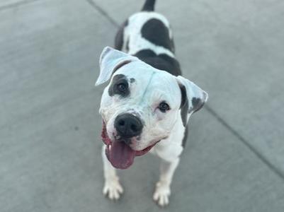 A black and white dog with a happy expression, standing on a concrete surface.