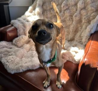 FOXX-IN FOSTER, Chihuahua - Smooth Coated Mix, young, available for adoption