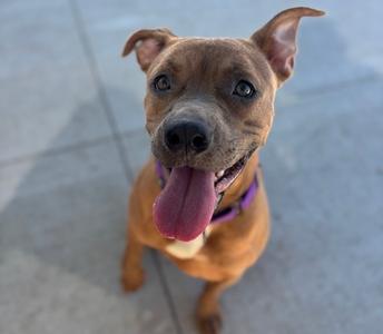 A brown dog with a purple collar, looking up with its tongue out, standing on a concrete surface.