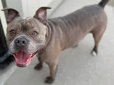 A gray pit bull dog with a muscular build, standing on a concrete surface, looking directly at the camera with its mouth open and tongue out.