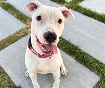 COTTON CANDY, Terrier Mix, young, available for adoption