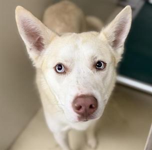 DUCKIE, German Shepherd Dog and Siberian Husky, young, available for adoption