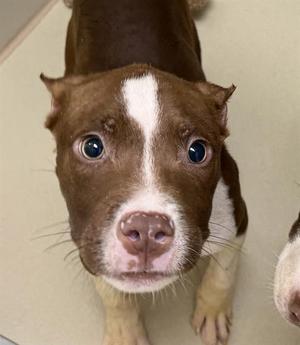 CODY, Terrier, puppy, available for adoption