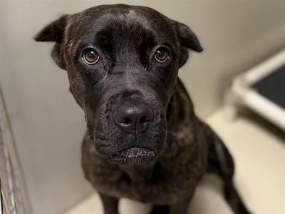 CIELO, Cane Corso, young, available for adoption