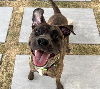 BONSAI, Terrier Mix, adult, available for adoption
