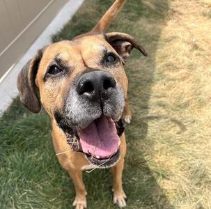 CHICO, Mastiff Mix, senior, available for adoption