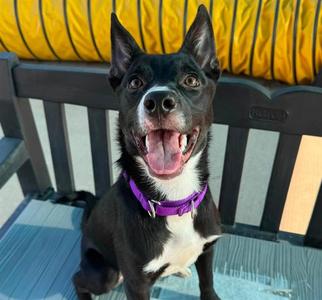 RAINBOW, German Shepherd Dog and Labrador Retriever, young, available for adoption