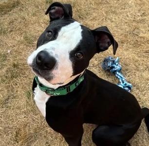 KELP, Terrier, young, available for adoption