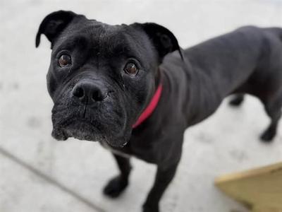 BUBBLES, Bulldog Mix, adult, available for adoption