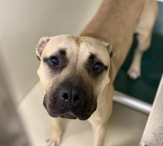 CUCUMBER, Terrier, young, available for adoption