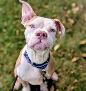 CURLY, American Bulldog Mix, young, available for adoption