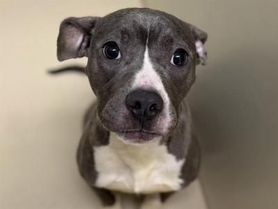 A gray and white dog with large, expressive eyes looking directly at the camera.