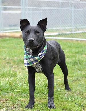 Clutch - Adoptable, Affenpinscher / Mixed Breed, adult, available for adoption