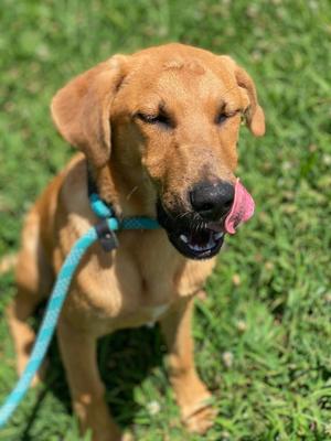 Brownie, Mixed Breed, puppy, available for adoption
