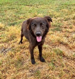 A brown dog with floppy ears and a pink tongue sticking out, standing on a grassy field.