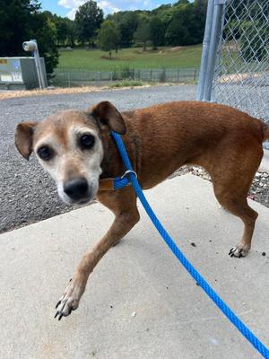 Bessie, Chihuahua / Affenpinscher, senior, available for adoption