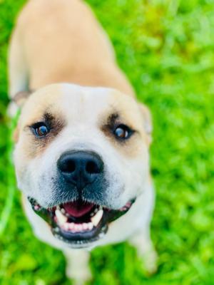Buster, Terrier, adult, available for adoption