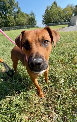 Big Dan, Mixed Breed, young, available for adoption