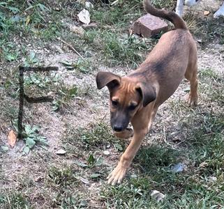 A brown dog with floppy ears is walking on grass, looking down at the ground.