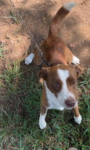 Buddy, Mixed Breed, adult, available for adoption