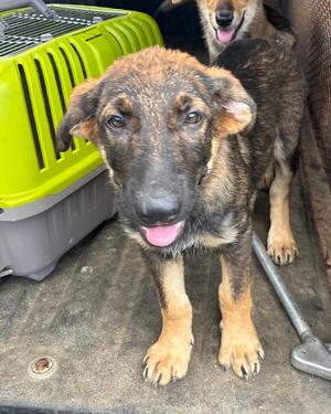 Bouffant, German Shepherd Dog, puppy, available for adoption