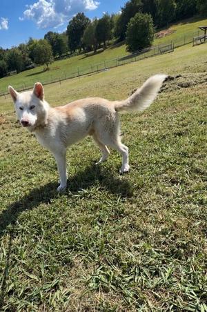 A white dog with light brown markings on its back and ears is standing on a grassy field. The dog has pointed ears and a bushy tail, and it is looking towards the camera. The background features a grassy hill with trees and a clear blue sky with some clouds.
