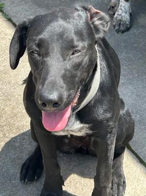 Annie, Mixed Breed, adult, available for adoption