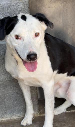 Chop, Bearded Collie, adult, available for adoption