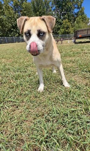 A light-colored dog with blue eyes and a black patch around its eyes is standing on a grassy field, sticking its tongue out.