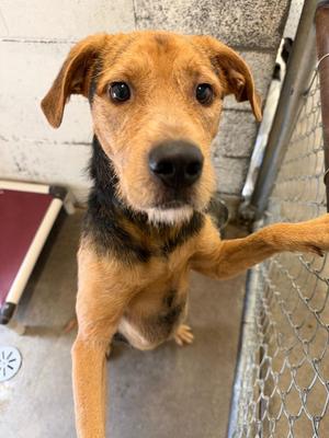Apollo, Terrier, adult, available for adoption