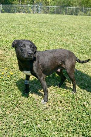 Athens, Pit Bull Terrier / Mixed Breed, young, available for adoption