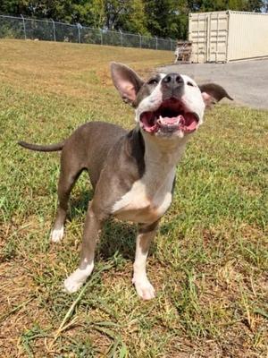 A happy dog standing on grass with its mouth open, looking up.
